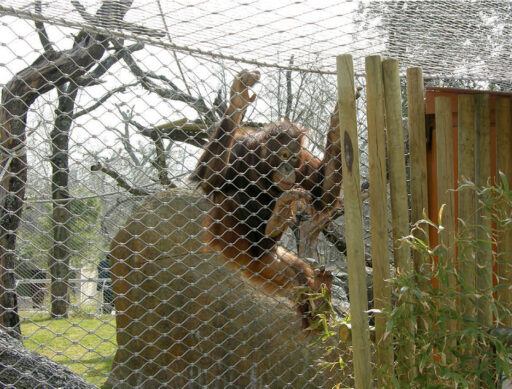 Madrid Zoo Orangatan Habitat_Carl Stahl Madrid Zoo Orangatan Habitat - Carl Stahl